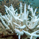 Illustration for article titled A Massive Bleaching Event is Threatening the World’s Coral Reefs